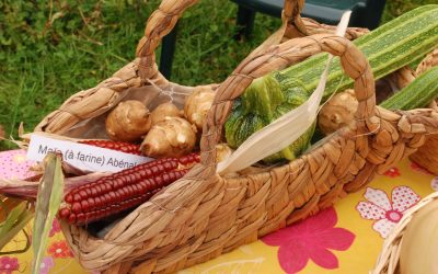 Résiliences – Survol